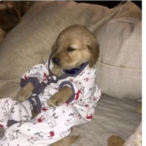 Meet your Posher, Susan